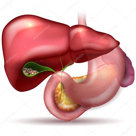 Gallstones in the Gallbladder and anatomy of surrounding organs. — Stock Vector © megija #134280852