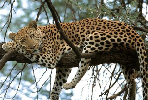 Wildlife Sanctuaries and National Parks in Gujarat