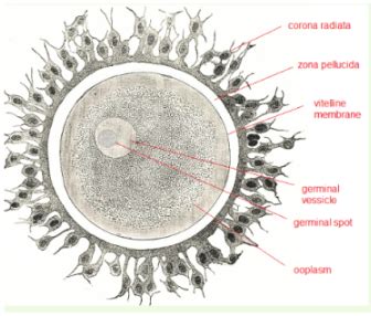 UP Board Class 12 Biology Question Paper 2024 (Code 348 GL) Available ...