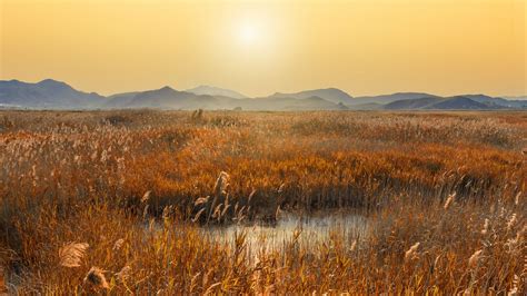 Wallpaper swamp, mountains, reeds, sunset, landscape hd, picture, image