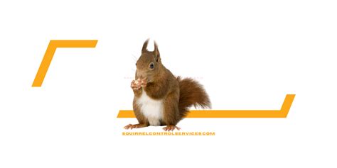 Image result for Squirrel Control