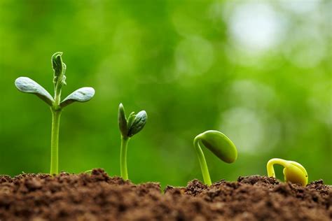 Plant Nutrition – Geolife Shop