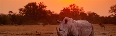 Download wallpaper field, the sun, trees, sunset, Africa, walk, Rhino ...