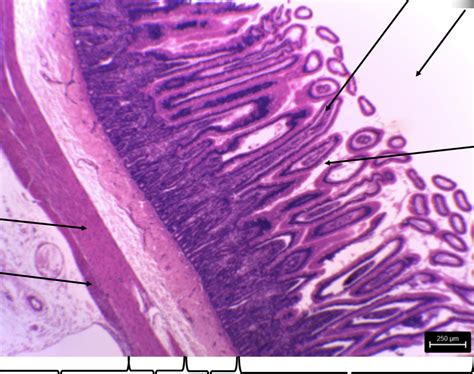 Image result for Jejunum Microscope