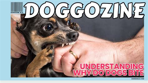 Why Do Dogs Bite Your Arm at Darcy Ryan blog