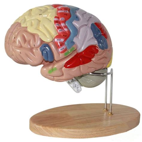 Buy 2X Life-Size Anatomy Model, Human Brain Anatomy Model, Can Be ...