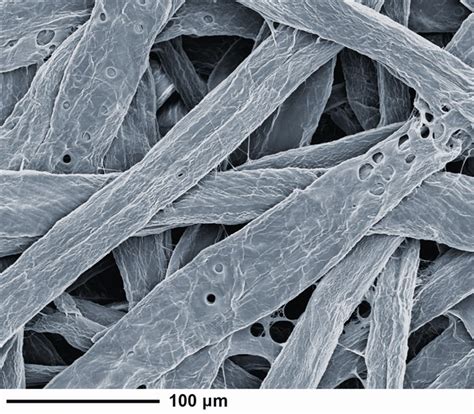 Image result for Eucalyplus Pulp