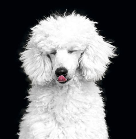 Free Images : black and white, vertebrate, dog breed, bichon frise ...