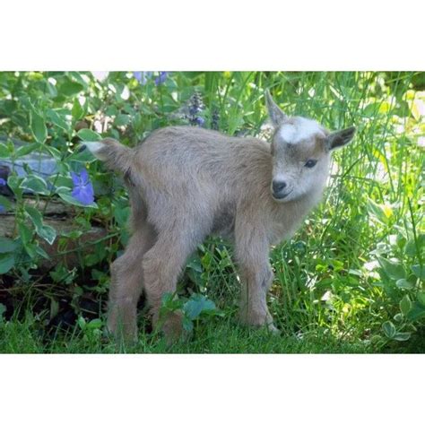 Brown Lamb In Forest