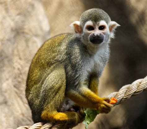 20 Fun Facts You Didn't Know About Monkeys - OhMyFacts