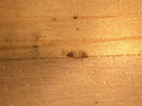 Is this an old carpet beetle egg? Or is it from a bed bug? (Pls help 😖 ...