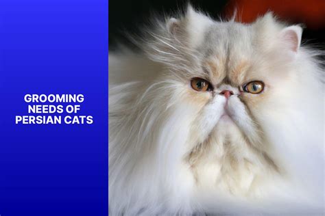 Discover the Distinctive Appearance of Persian Cats: What Do Persian ...