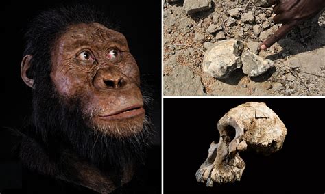 Early Humans Lucy