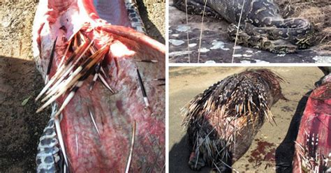 Image result for Python Eating Porcupine