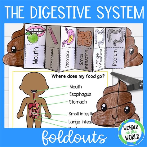 Diagrama Del Sistema Digestivo Para La Hoja De Trabajo De Los Niños