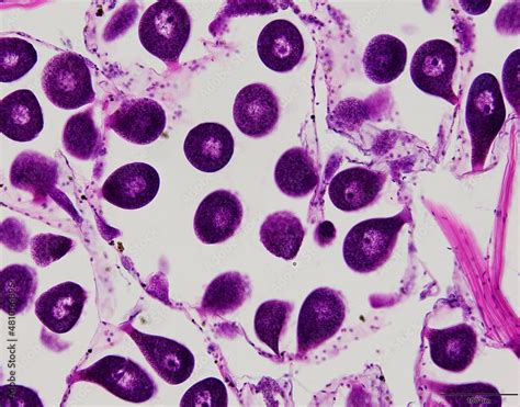 Image result for Tissue Sample Test