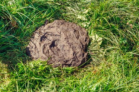 Auch Kühe können auf’s Klo gehen | hektar