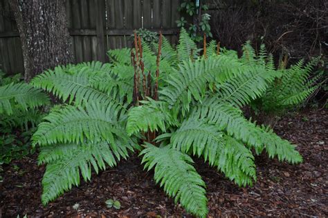 Sensitive Fern:Native Plants of Maryland That Thrive in Your Garden ...