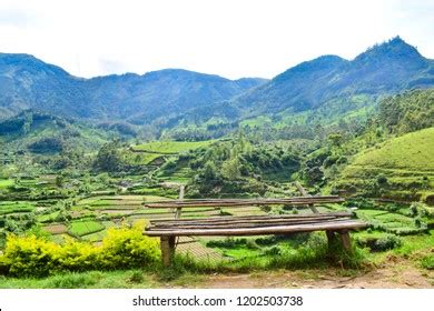 Image result for Urease-Producing Probiotic Organisms