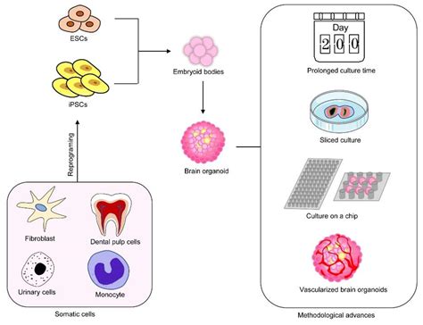 Brain Processing Unit 的图像结果