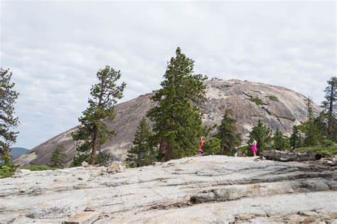 Image result for Sentinel Dome Tree