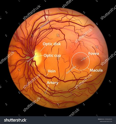 626 Retinal Blood Vessels Images, Stock Photos & Vectors | Shutterstock
