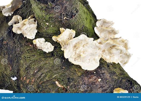Image result for Tree Rot Fungus
