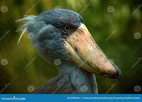 Portrait of Big Beak Bird Shoebill, Balaeniceps Rex Stock Image - Image ...