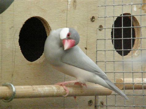 Padda de Java Breeding 的图像结果