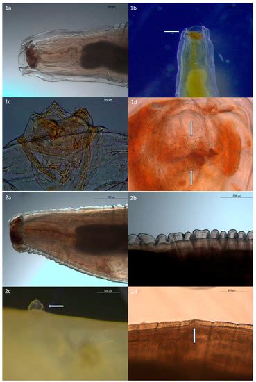 Pathogens | Special Issue : Animal Parasitic Diseases