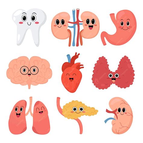 かわいい内臓のイラスト | Premiumベクトル素材