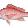 Fresh Fish & Sea food online delivery across Bangalore – New Frosty's