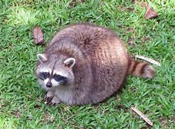 Image result for Fat Animals Cartoon