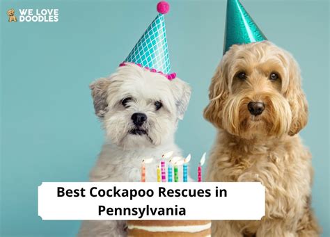 Image result for Cockapoo Rescue