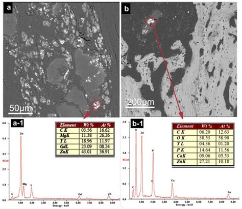 Degradation Behavior, Transport Mechanism and Osteogenic Activity of Mg ...
