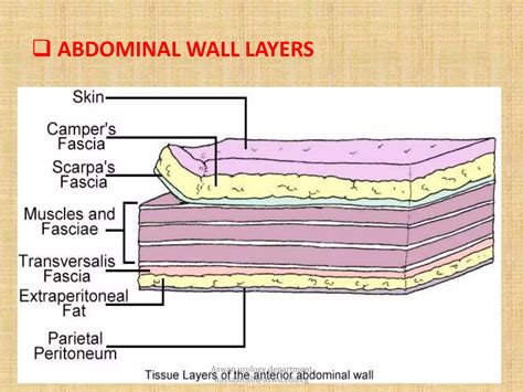 ABDOMINAL WALL ANATOMY | PPTX