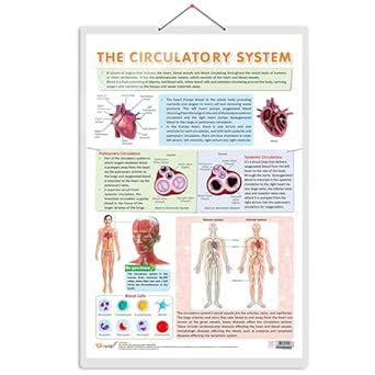 Buy CIRCULATORY SYSTEM CHART | Unveiling Circulatory Pathways ...
