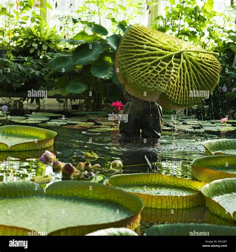 Giant Lily Pads