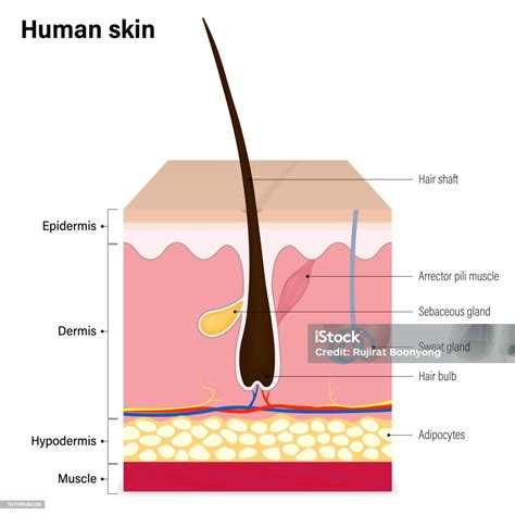 Human Skin Layer Epidermis Dermis Hypodermis And Muscle Hair Sebaceous Gland And Sweat Gland ...