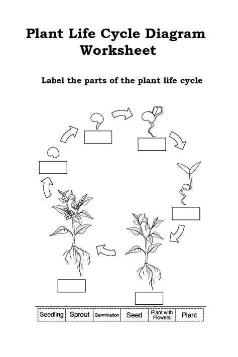 Plant Life Cycle Diagram Worksheet - Download & Print Now!