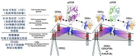 Image result for Faces CD3