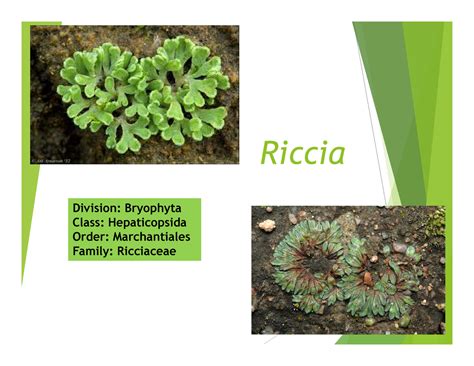 Riccia - The The thallusthallus is flat, prostrate, green, is flat ...