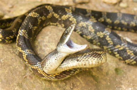 2015 End-o'-the-year. Stuff happened. - Field Herp Forum