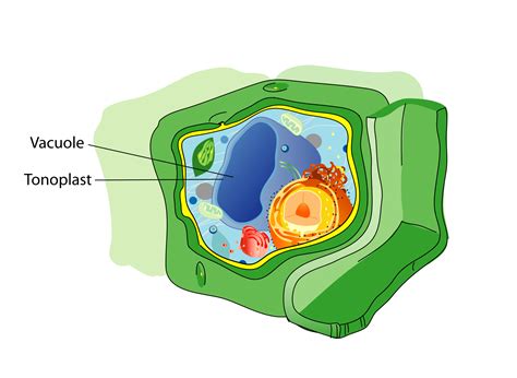 An Introduction to Vacuole Organelles
