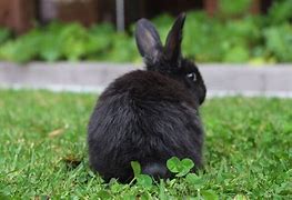 Image result for Cute Black Baby Bunny Rabbits