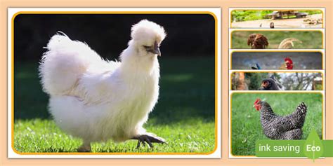 Chickens Photo Display Pack | Twinkl (teacher made) - Twinkl