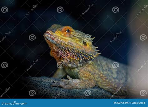 Central Bearded Dragon Lizard Stock Photo - Image of ecology, portrait ...