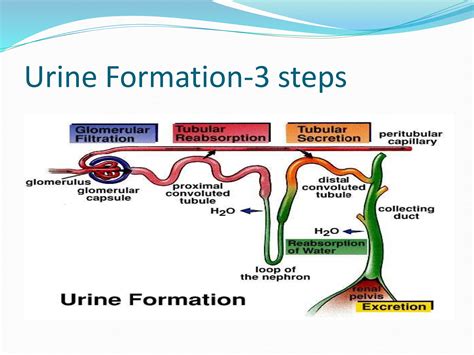 Urine-formation-ppt.pptx A powerpoint on the mechanism of urine production | PPTX