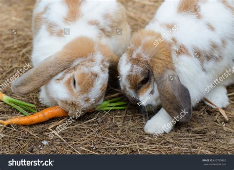 12,327 Rabbit Eating Carrot Images, Stock Photos & Vectors | Shutterstock