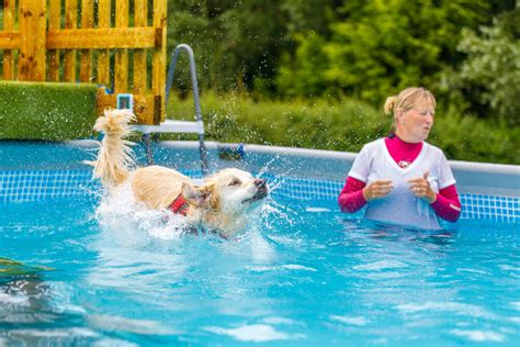 Dogs Swim Lessons 的图像结果